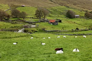 Government Gallery: Sheep pasture, Glencolumbcille, or Glencolumbkille, County Donegal, Ireland, Europe
