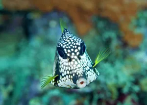 Bonaire Gallery: Smooth Trunkfish