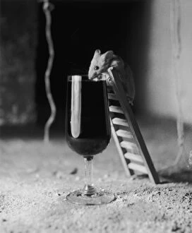 Food And Drink Collection: Soused Mouse
