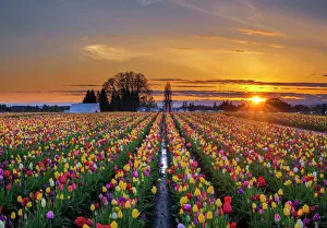 Multi Color Collection: Sunset over tulip field