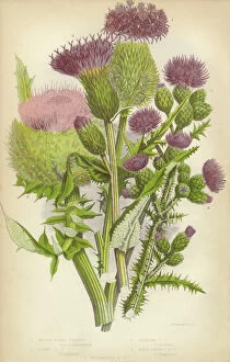 Design Gallery: Thistle, Milk Thistle, Musk Thistle, Scotland, Victorian Botanical Illustration