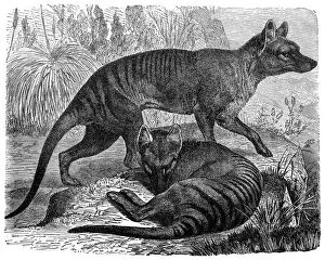 Cut Out Collection: Thylacinus cynocephalus (Tasmanian Tiger, Tasmanian Wolf, Thylacine)