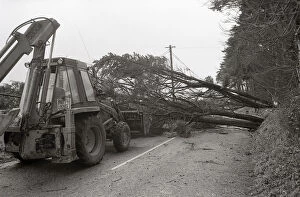 Fallen Tree, Fowey, Cornwall. January 1990