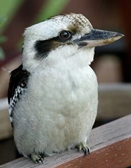 Animal Gallery: Australia-Nature-Kookaburra