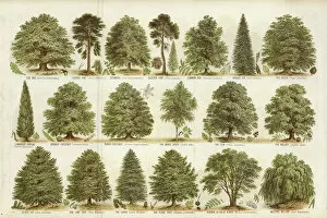 Weeping Willow Collection: Our British Forest Trees (colour litho)