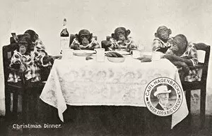 Enjoying Collection: Chimpanzees and orangutan eating Christmas dinner, Carl Hagenbecks Wonder Zoo and Big Circus