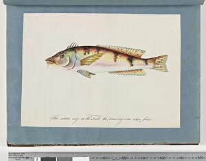 Multi Colour Gallery: Page 22. Unidentified fish (w / c on paper)