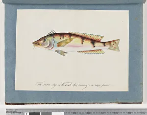 Multi Colour Gallery: Page 22. Unidentified fish (w / c on paper)