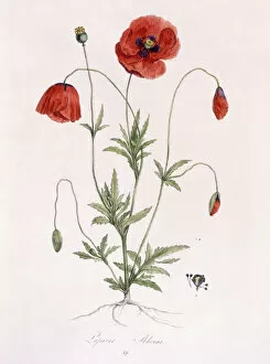 Wildflower Collection: Papaver Rhoeas (Common Poppy), 1811-1818 (hand-coloured lithograph)