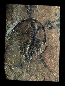 Fossil 5304 deals