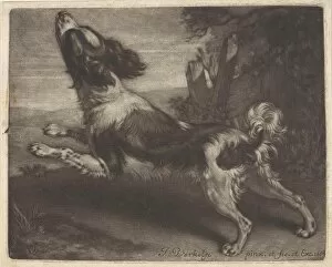 Racing dog, possibly a spaniel, Jan Verkolje I, 1684