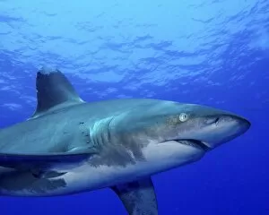 Cat Island Collection: Close-up side view of an oceanic whitetip shark