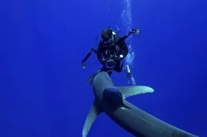 Cat Island Collection: A diver has a close encounter with an oceanic whitetip shark