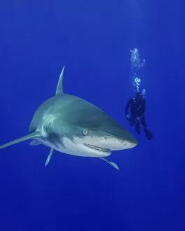 Cat Island Collection: Diver swimming with an oceanic whitetip shark