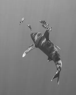 Cat Island Collection: Oceanic whitetip shark chasing a group of fish