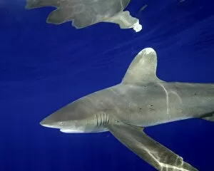 Cat Island Collection: Oceanic whitetip shark with dorsal fin reflection
