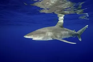 Cat Island Collection: Oceanic whitetip shark with reflection, Cat Island, Bahamas