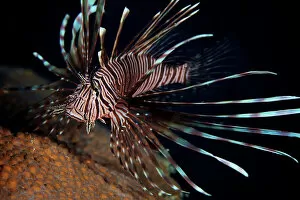 Bonaire Collection: Red Lionfish flares its deadly spines