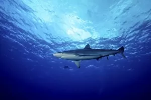 Cat Island Collection: Silky Shark shot in Cat Island in the Bahamas