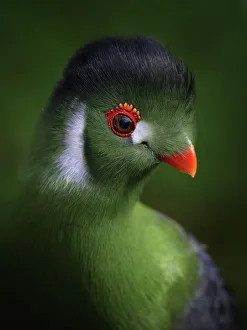Vibrant Gallery: Enchanting