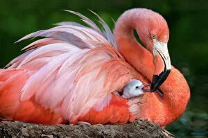 Flamingo Gallery: Flamingo mom with her chick
