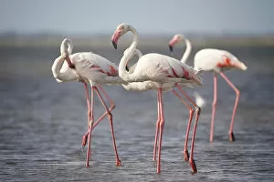 Flamingo Gallery: Flamingos from Provence