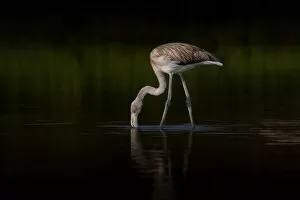 Flamingo Gallery: Greater Flamingo