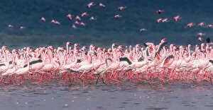 Flamingo Gallery: The Pink Parade