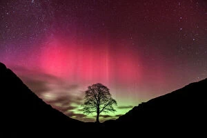 Tree Collection: Aurora Borealis over Sycamore Gap, Hadrians Wall, Northumberland, England