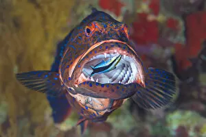 Egypt Collection: Bluestreak cleaner wrasse (Labroides dimidiatus) cleans among the sharp teeth of a