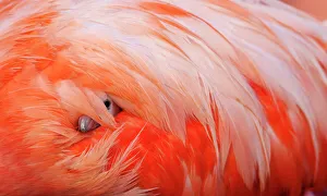 Flamingo Gallery: Caribbean Flamingo (Phoenicopterus ruber) chick under the wing of protective parent