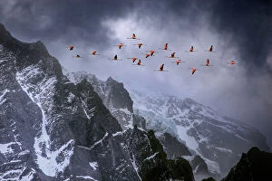 Freedom Collection: Chilean flamingos (Phoenicopterus chilensis) in flight over mountain peaks with glacier in