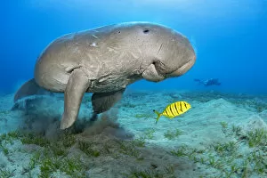 Egypt Collection: Dugong (Dugong dugon) male feeding on a seagrass meadow (Halophila stipulacea)