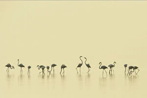 Flamingo Gallery: Eurasian flamingos (Phoenicopterus roseus) lined up on Pulicat Lake, Tamil Nadu, India