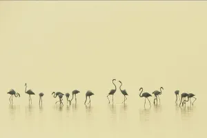 Flamingo Gallery: Eurasian flamingos (Phoenicopterus roseus) lined up on Pulicat Lake, Tamil Nadu, India