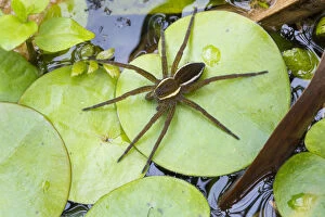 Leaf Collection: Fen raft spider / Great raft spider (Dolomedes plantarius) sub-adult. Norfolk Broads, UK, September