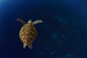 Netherlands Antilles Gallery: Green sea turtle (Chelonia mydas) Bonaire, Leeward Antilles, Caribbean region, Netherlands