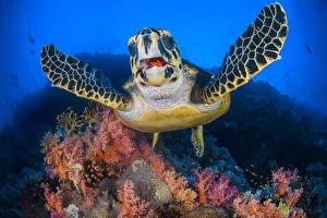 Egypt Collection: Hawksbill turtle (Eretmochelys imbricata) feeding on Red soft coral (Dendronepthya sp