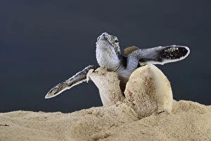 Netherlands Antilles Gallery: After an incubation period of 45 to 55 days a first hatchling Green turtle (Chelonia