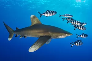 Egypt Collection: Oceanic whitetip shark (Carcharhinus longimanus) accompanied by a group of Pilotfish