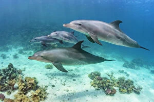 Egypt Gallery: Pod of Indian Ocean bottlenose dolphin (Tursiops adunctus) swim over a coral reef