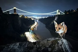 Bridge Collection: Red fox (Vulpes vulpes) vixen in front of Clifton Suspension Bridge at night. Avon Gorge