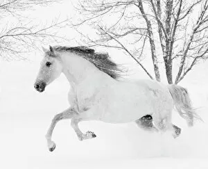 Freedom Collection: RF - Grey Andalusian mare running in snow, Berthoud, Colorado, USA. January