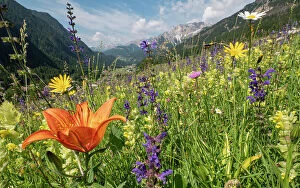 Wildflower Collection: Species rich alpine meadow with Orange lily (Lilium bulbiferum), Meadow clary (Salvia pratensis)