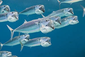 Egypt Collection: Striped mackerel (Rastrelliger kanagurta) shoal swimming with open mouths, filtering
