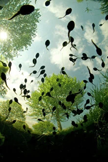 Pond Collection: Tadpoles of the Common toad (Bufo bufo) swimming seen from below, Belgium, June