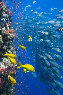 Egypt Collection: The vertical reef wall at Shark Reef, Ras Mohammed, with Scalefin anthias