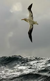 Freedom Collection: Wandering albatross {Diomedea exulans} flying over open ocean, South Atlantic