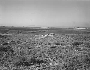 Farmstead Collection: Sage bush, hay field, farmstead, cattle in pasture, Nyssa Heights, Malheur County, Oregon, 1939