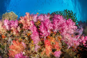 Multi Colour Gallery: Alconarian coral with schooling anthias dominate this Fijian reef scene looking directly up a wall to the surface; Fiji